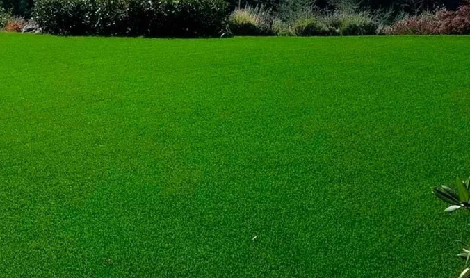 Best Cover for Grass Seed