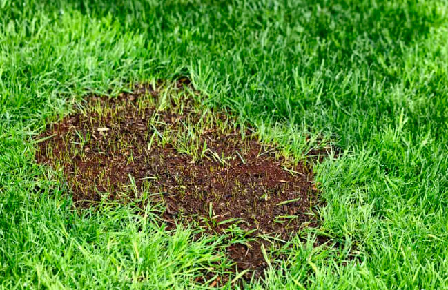 Best Cover for Grass Seed: Essential Protection for Lush Lawns 2 Cover Grass Seed With Grass Clippings